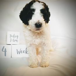 Poodle Puppies from It's A Poodle Parti