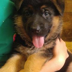  Puppies from Chinook Valley Farm