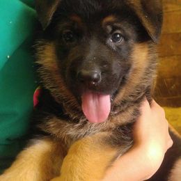  Puppies from Chinook Valley Farm