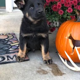 German Shepherd Puppies from Fallamhain German Shepherds