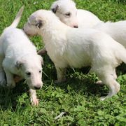 Borzoi Puppies from Secret Garden Borzois