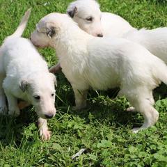 Borzoi Puppies from Secret Garden Borzois