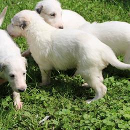 Borzoi Puppies from Secret Garden Borzois