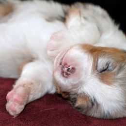 Australian Shepherd and Miniature American Shepherd Puppies from Artic Rose