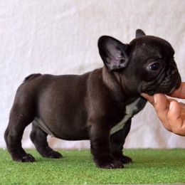 French Bulldog Puppies from Bullpen Frenchies
