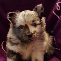 Pomeranian Puppies from Pampered Pomeranians