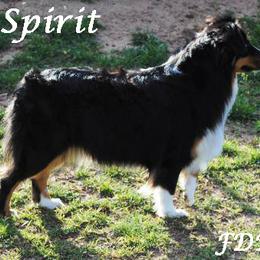 Spirit - Miniature Australian Shepherd