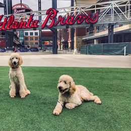 Poodle Puppies from Southern Standards Standard Poodles