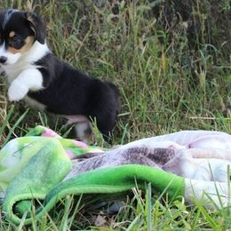 Pembroke Welsh Corgi Puppies from Pembrokes of Walnut Creek