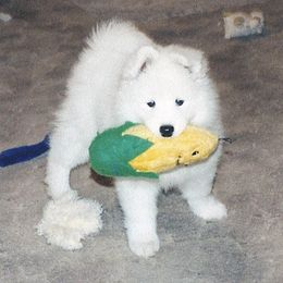 Samoyed Puppies from Sassy Sams
