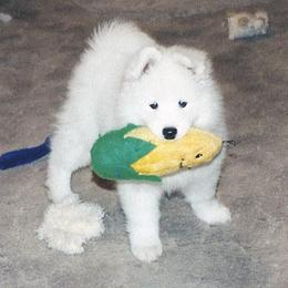Samoyed Puppies from Sassy Sams
