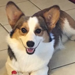 Jax - Pembroke Welsh Corgi