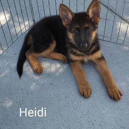 German Shepherd Puppies from Shield Kennels LLC