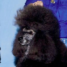 Dodger - Poodle