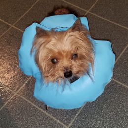 Yorkshire Terrier Puppies from Lisa Bridgewater