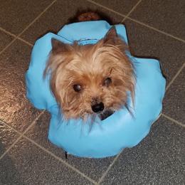 Yorkshire Terrier Puppies from Lisa Bridgewater