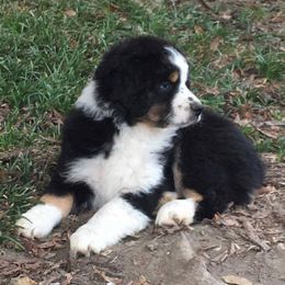 Miniature American Shepherd Puppies from Fruition Farms