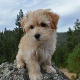 California Havanese breeder of Havanese, Bichon Frise