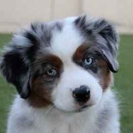Miniature American Shepherd adult dog