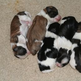 Havanese Puppies from Bedlem Havanese