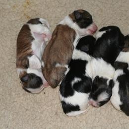 Havanese Puppies from Bedlem Havanese