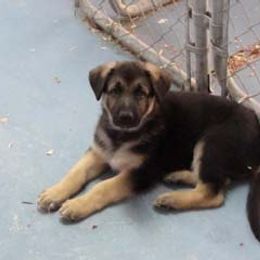 German Shepherd Puppies from Golden Breed German Shepherds