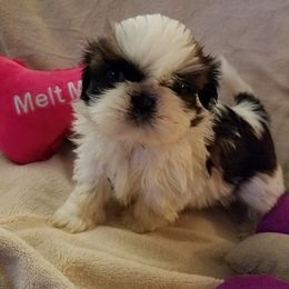 Lotus Kennels breeder of Shih Tzu