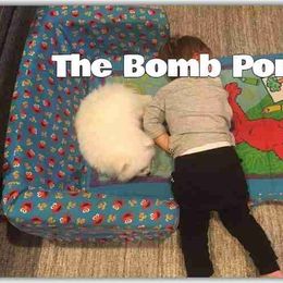 Pomeranian Puppies from The Bomb Poms