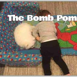Pomeranian Puppies from The Bomb Poms