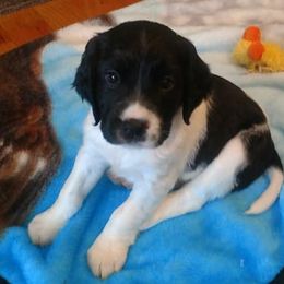 English Springer Spaniel Puppies from Superb Springers
