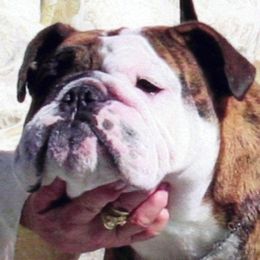 Willow - Bulldog