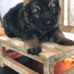 German Shepherd Puppies from Sonnenhügel Shepherds