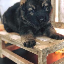 German Shepherd Puppies from Sonnenhügel Shepherds
