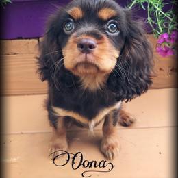 Cavalier King Charles Spaniel Puppies from Hotchkiss Cavaliers