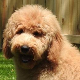 Goldendoodle adult dog