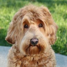 Australian Labradoodle adult dog