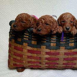 Poodle Puppies from Sunset Maple Poodles