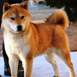 Adam - Shiba Inu