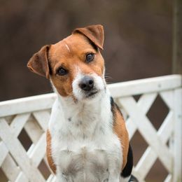 Rowdy - Jack Russell Terrier