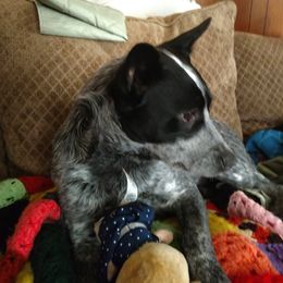 Australian Cattle Dog and Labrador Retriever Puppies from Trinity C Australian Cattle Dogs and Silver Labradors