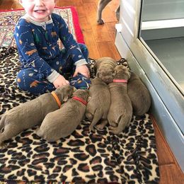 Labrador Retriever Puppies from KMC Gun Dogs