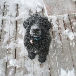 Portuguese Water Dog Puppies from Saltydawg PWDs