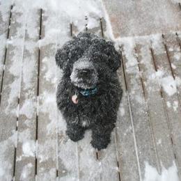 Portuguese Water Dog Puppies from Saltydawg PWDs