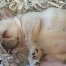 French Bulldog Puppies from Fronteer Frenchies
