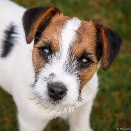 Tango - Jack Russell Terrier