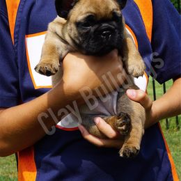 English Bulldog and French Bulldog Puppies from ClayBulldogs