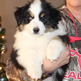 Miniature American Shepherd Puppies from Brunskills Mini Americans