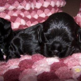 Cocker Spaniel Puppies from Cocoa's Cockers