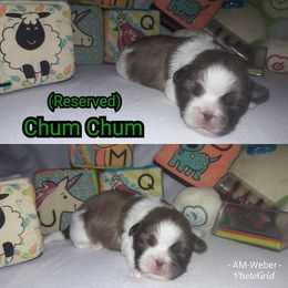 Great Dane and Shih Tzu Puppies from Empire Royalty and Majestic Dane