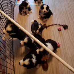 Border Collie Puppies from J & S Borders